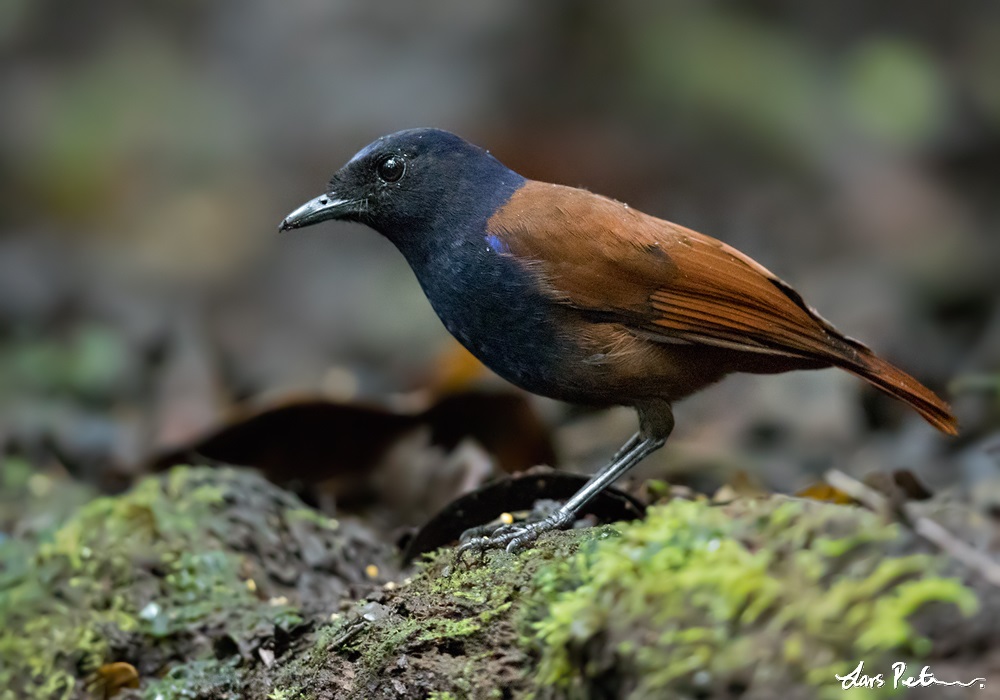 Brown-winged Whistling Thrush