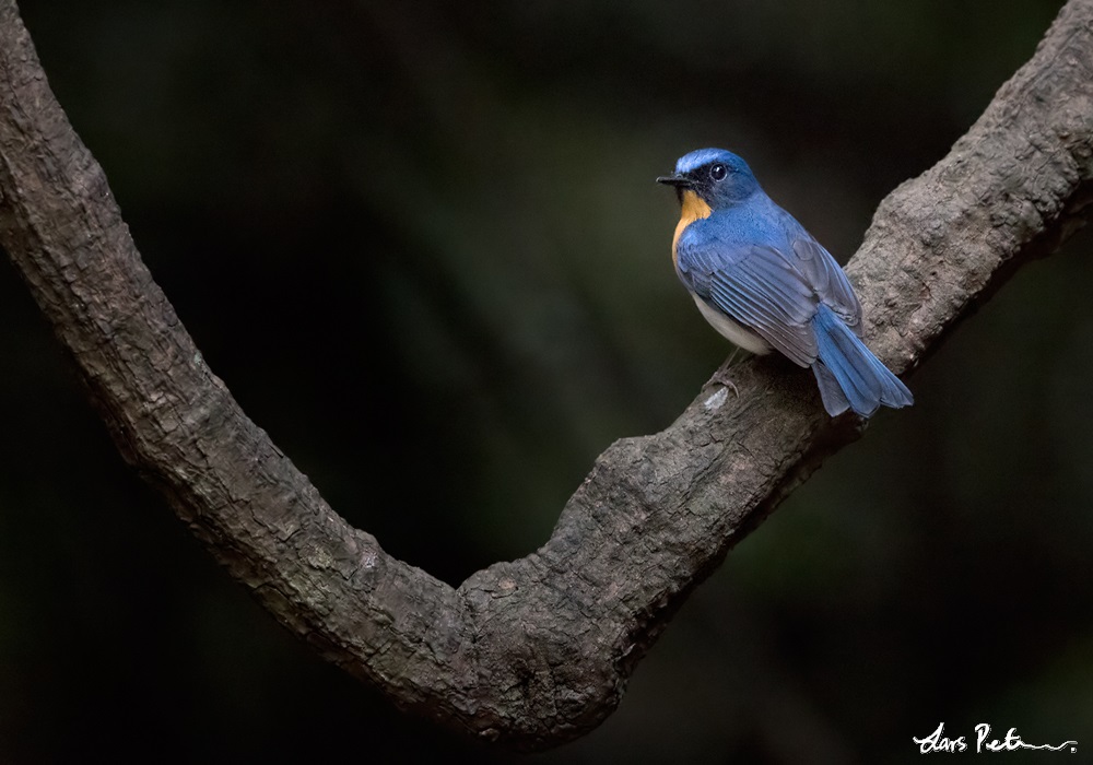 Indochinese Blue Flycatcher