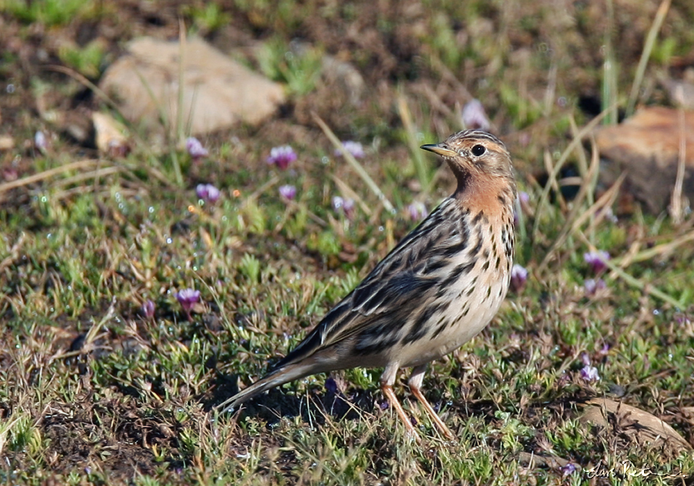 Red-throated Pipit 