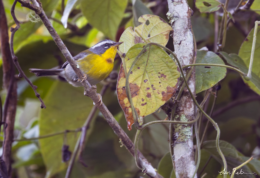 Crescent-chested Warbler