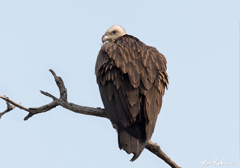 Himalayan  Vulture