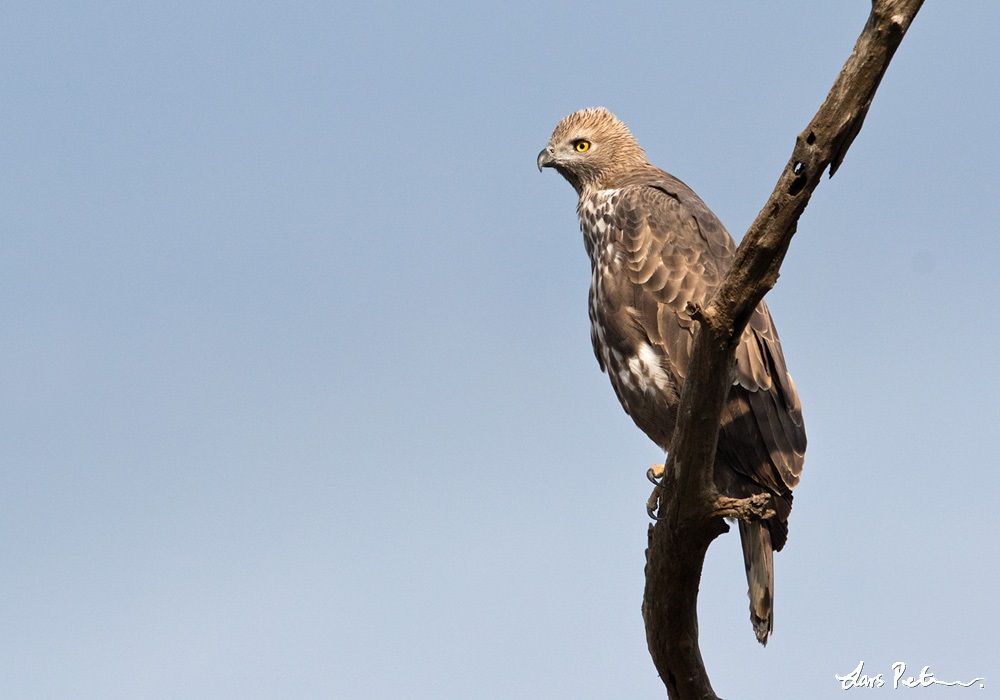Changeable Hawk-eagle