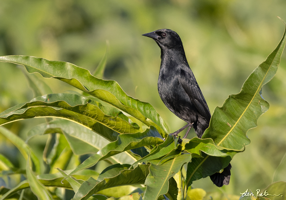 Unicolored Blackbird