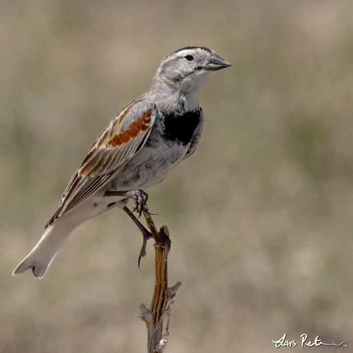Thick-billed Longspur