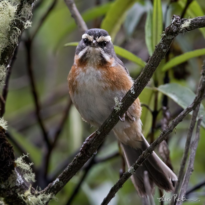 Plain-tailed Warbling Finch