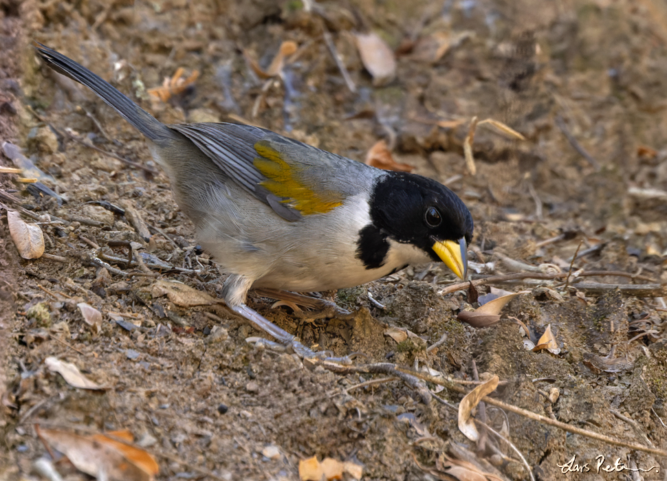 Golden-winged Sparrow