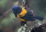 Golden-backed Mountain Tanager