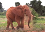 African Savanna Elephant