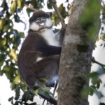 Schmidt's Red-tailed Monkey