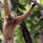 Red-cheeked Gibbon