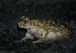 Variable Green Toad