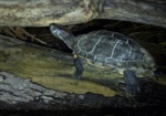 Yellow-bellied Slider Turtle