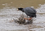 Giant Coot