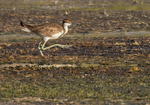 Pheasant-tailed Jacana