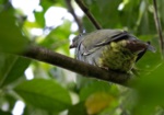 Sao Tome Green Pigeon