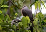 Barking Imperial Pigeon