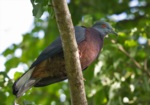 Vanuatu Imperial Pigeon