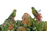 Song Parrot