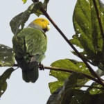 Song Parrot