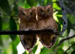 Sokoke Scops Owl
