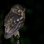 Mountain Scops Owl