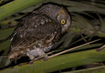 Socotra Scops Owl