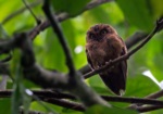 Sao Tome Scops Owl