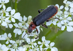 Rustic Sailor Beetle