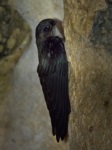 Mossy-nest Swiftlet