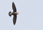 Silver-backed Needletail