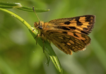 Northern Checquered Skipper