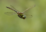 Yellow-spotted Dragonfly