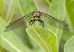 White-faced darter (Small Whiteface)