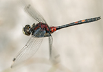 White-faced darter (Small Whiteface)