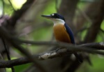 Vanuatu Kingfisher