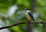 Flat-billed Kingfisher
