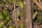 Western Tinkerbird