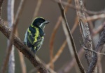 Western Tinkerbird