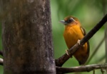White-browed Piculet