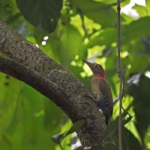 Red-collared Woodpecker