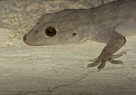 Yellow-bellied Gecko