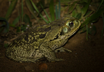 Cope's Toad (Cururu Toad, Rococo toad)