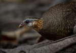 Green-legged Partridge