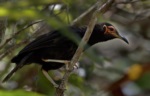 Crow Honeyeater