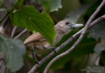 Black-throated Shrikebill