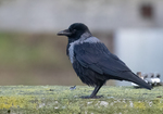 Hooded Crow x Carrion Crow
