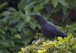 Yaeyama Jungle Crow