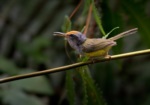 Mountain Tailorbird