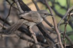 Grey Wren-Warbler
