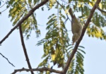 Western Crowned Warbler